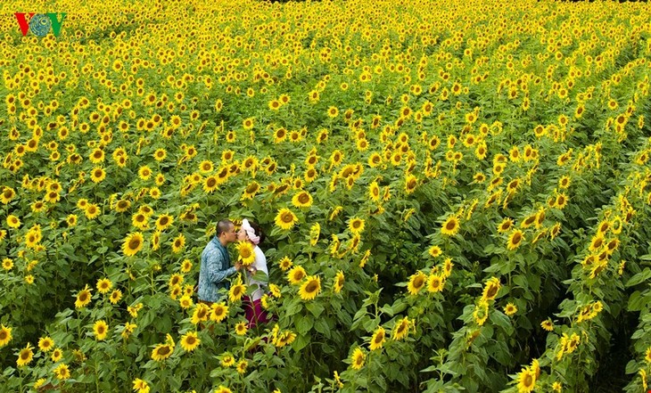 Les tournesols à Dalat - ảnh 7